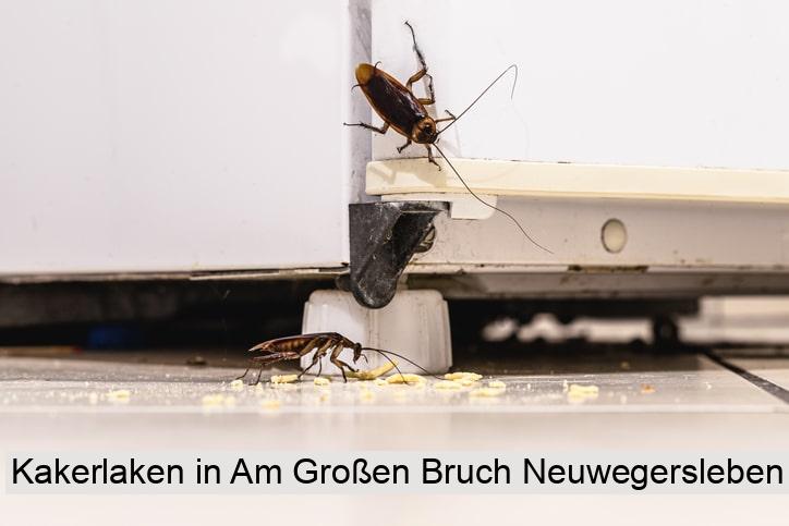 Kakerlaken in Am Großen Bruch Neuwegersleben